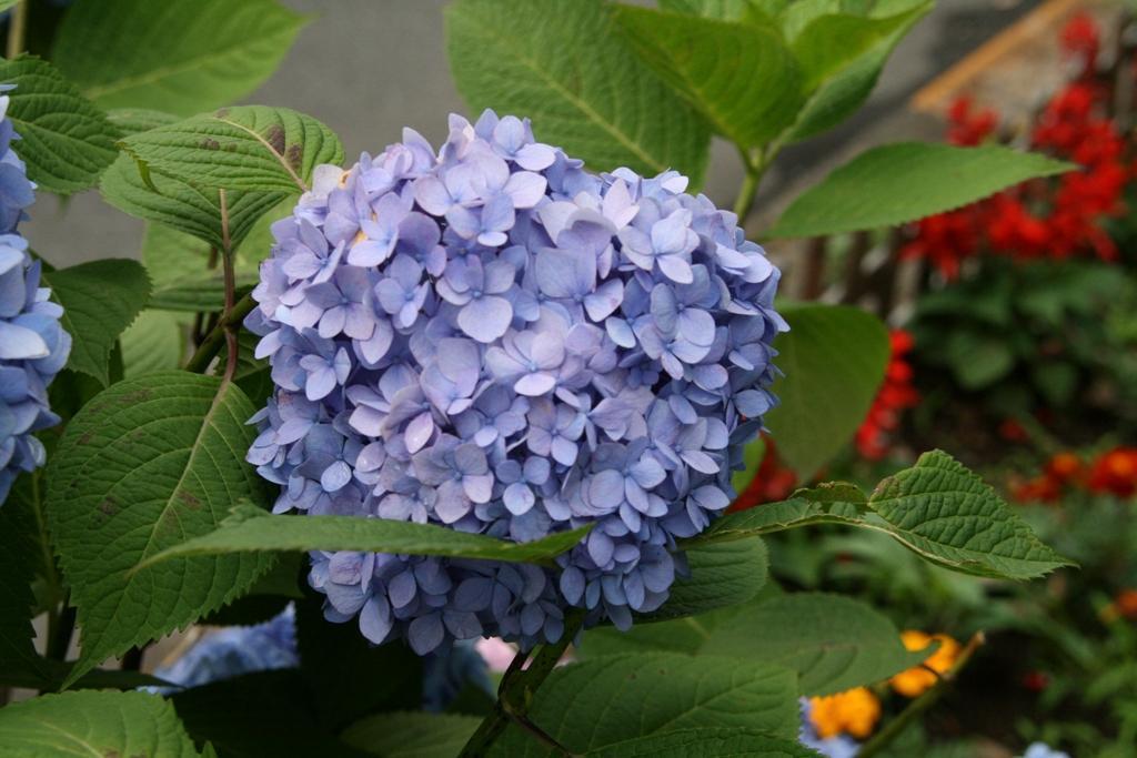 紫陽花がいっぱい｜tomitomi_otomi