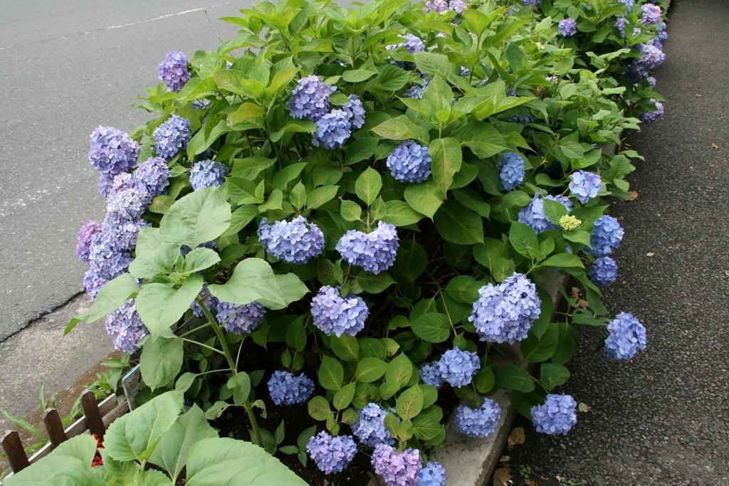 紫陽花 道端の紫陽花: Quark Kenzo の つれづれ日記