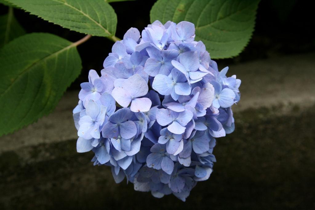 紫陽花 (@hydrangea_ajisai_flower) • Threads, Say more