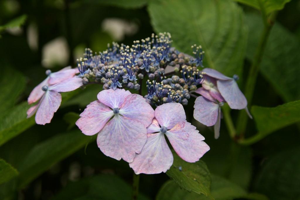 ヤトッチ　紫陽花の花びら 紫陽花｜YUTA録